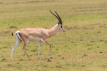 Naklejka na ściany i meble A grants gazelle running in the grasslands of Masai Mara National Reserve during a wildlife safari