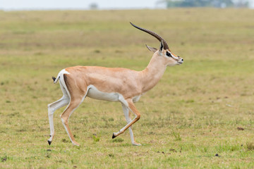 Naklejka na ściany i meble A grants gazelle running in the grasslands of Masai Mara National Reserve during a wildlife safari