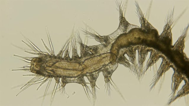 worm Polychaeta under a microscope, this is the Annelida class, live in marine and fresh waters, both the detritus and predators