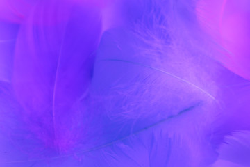 Fototapeta na wymiar Beautiful abstract purple and blue feathers on white background and soft white pink feather texture on colorful pattern, colorful background, colorful feather