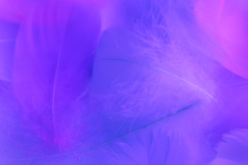 Beautiful abstract purple and blue feathers on white background and soft white pink feather texture on colorful pattern, colorful background, colorful feather