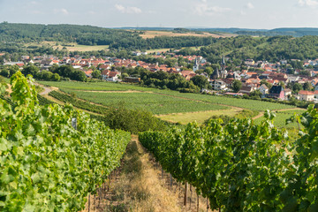 Fototapeta na wymiar Germany Guldental vineyards