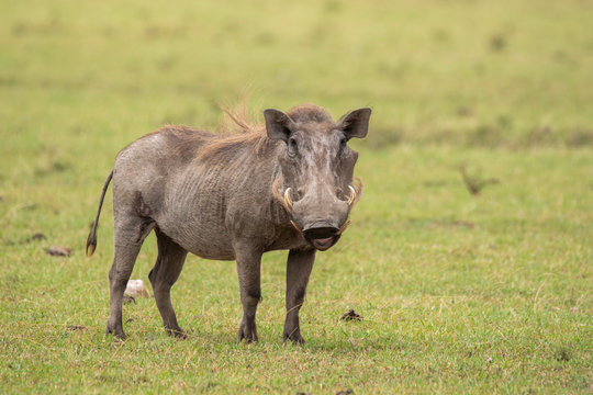 A warthog standing in attention looking intently inside Masai Mara National Reserve during a wildlife safari