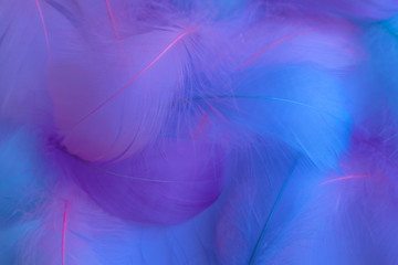 Beautiful abstract purple and blue feathers on white background and soft white pink feather texture on colorful pattern, colorful background, colorful feather