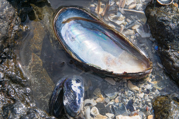 sea shell in shallow water at the beach