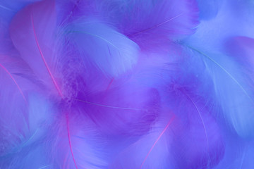 Beautiful abstract purple and blue feathers on white background and soft white pink feather texture on colorful pattern, colorful background, colorful feather