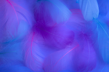 Beautiful abstract purple and blue feathers on white background and soft white pink feather texture on colorful pattern, colorful background, colorful feather