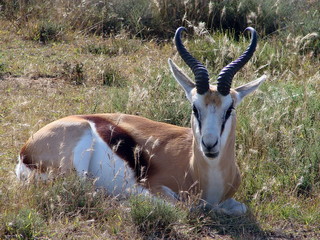 Springbok resting in Karoo NP