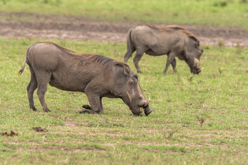 A warthog grazing on the grass sitting on front leg inside Masai Mara National Reserve during a wildlife safari