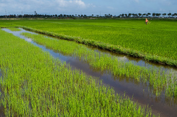 Green rice field in a daylight. Harvest of rice. Beautiful terraces of rice field in water season and Irrigation. Agriculture.