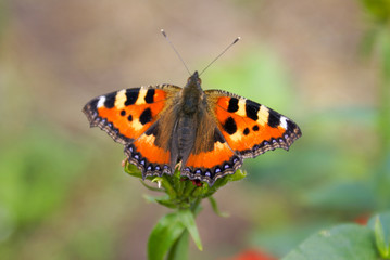 Butterfly collects honey from flowers