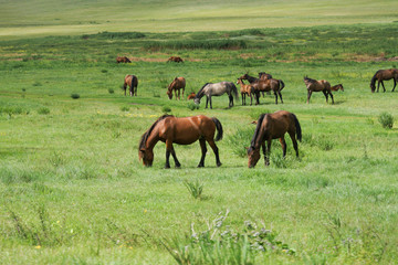 A herd of horses is grazed on a green meadow.
