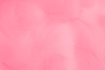 Beautiful abstract colorful white and pink feathers on white background and soft white red feather texture on pink pattern, pink background