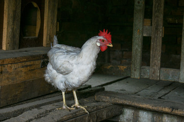 White chicken in a rustic chicken coop