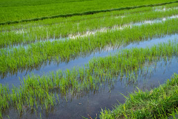 Obraz premium Green rice field in a daylight. Harvest of rice. Beautiful terraces of rice field in water season and Irrigation. Agriculture.