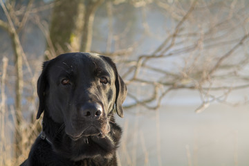 Portrait of a black labrador dog looking into the camera with a wintery background