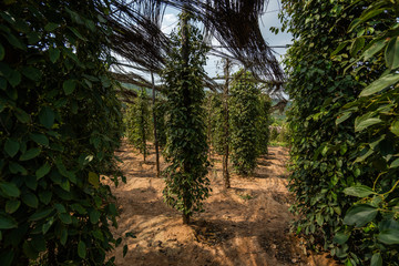 Black pepper plants growing on plantation in Asia. Ripe green peppers on a trees. Agriculture in tropical countries. Pepper on a trees before drying.
