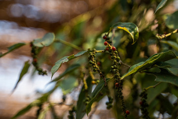 Black pepper plants growing on plantation in Asia. Ripe green peppers on a trees. Agriculture in tropical countries. Pepper on a trees before drying.