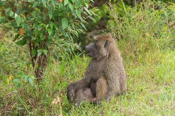 An african baboon feeding on leaves near a bush inside Masai Mara National Reserve during a wildlife safari