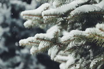 Merry christmas background. Green spiky fir branches decorated with snow. Horizontal photo