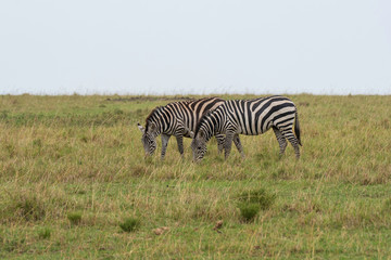 Fototapeta na wymiar A herd of Zebras grazing in the grasslands inside Masai Mara National Reserve during a wildlife safari