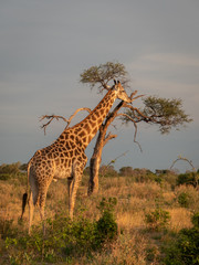 Giraffe in Savuti, Botswana