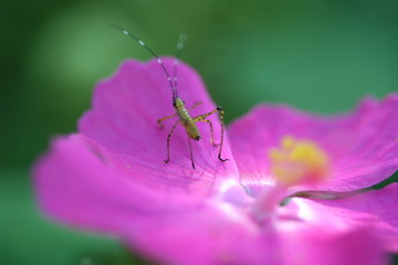 Colorful Flower Close Up Macro