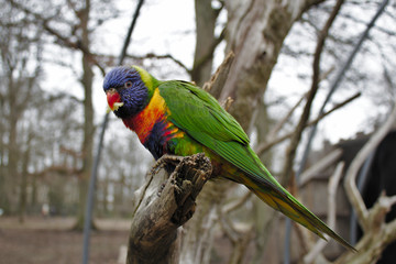 rainbow lorikeet in a tree