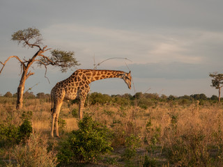 Giraffe in Savuti, Botswana