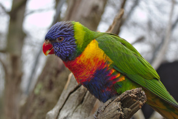 rainbow lorikeet in a tree
