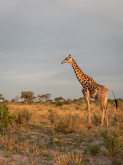 Giraffe in Savuti, Botswana