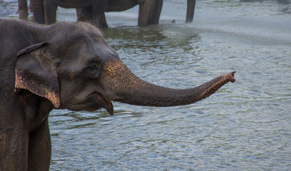 Elephant baby taking a refreshing bath