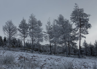 First snowfall in Serra da Estrela Natural Park - trees in snow landscape