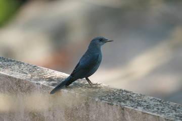 Beautiful Bird