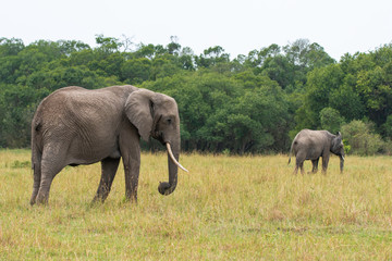 Fototapeta na wymiar An elephant family with its calf grazing in the plains of Africa inside Masai Mara National Reserve during a wildlife safari