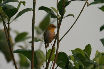 Beautiful Bird