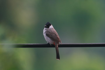 Beautiful Bird
