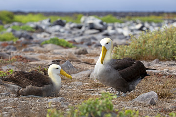Galapagos islands native albatros dancing in the day