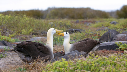 Galapagos islands native albatros dancing in the day - 312500929