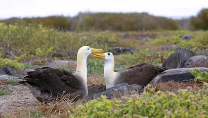 Foto op Canvas Galapagos islands native albatros dancing in the day © gdvcom