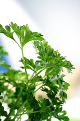 Parsley
