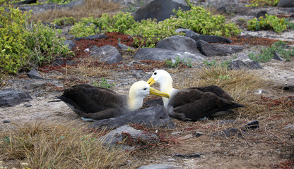 Galapagos islands native albatros dancing in the day - 312500943