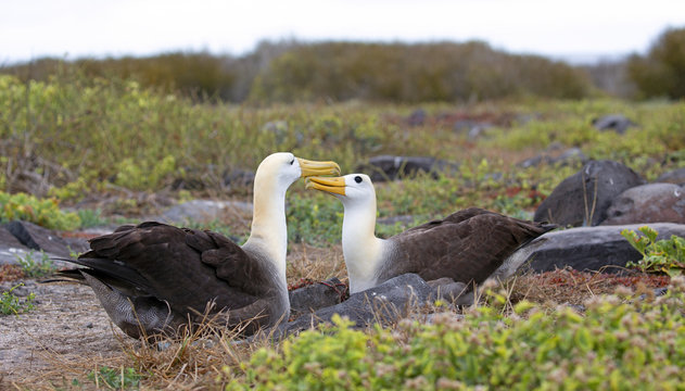 Galapagos islands native albatros dancing in the day © gdvcom