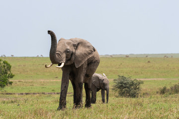 An elephant family with its calf grazing in the plains of Africa inside Masai Mara National Reserve during a wildlife safari