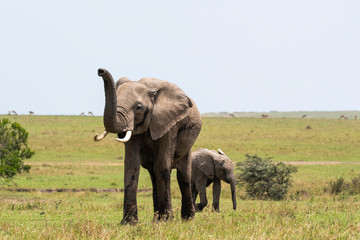 An elephant family with its calf grazing in the plains of Africa inside Masai Mara National Reserve during a wildlife safari