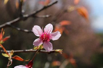 Nang Phaya Sua Krong or cherry blossoms in Thailand Looks like a small pink flower.