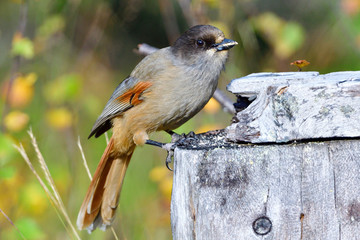 Unglückshäher in Schweden im Herbst