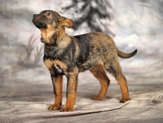 brown puppy mongrel on a winter background