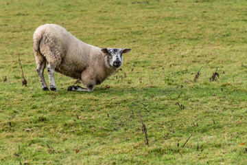 Fototapeta premium Sheep