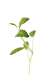 Fresh sage